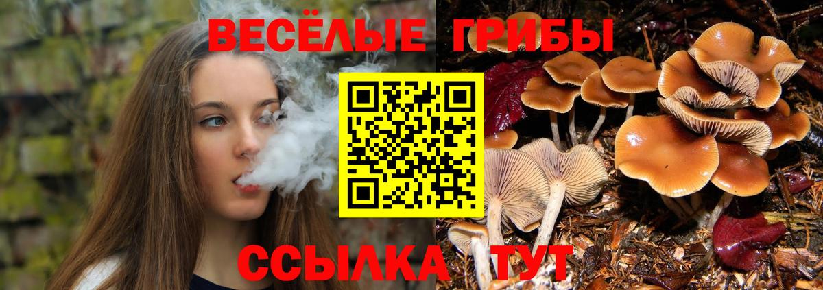 Псилоцибиновые грибы мицелий Менделеевск